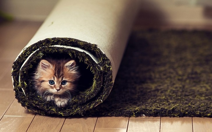giornata del gatto - piccolo-gatto nell tappeto - irana tappeti persiani